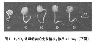 �D1 H2SO4̎����������L��r